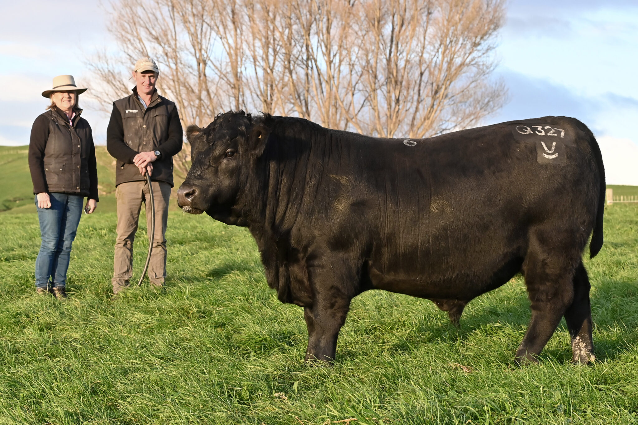 Kaharau Bull Sale - $106,000 Kaharau Bull Sale - $106,000
