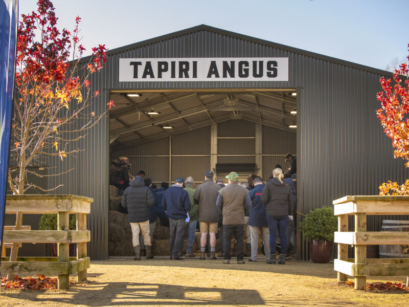 Tapiri Angus Auction