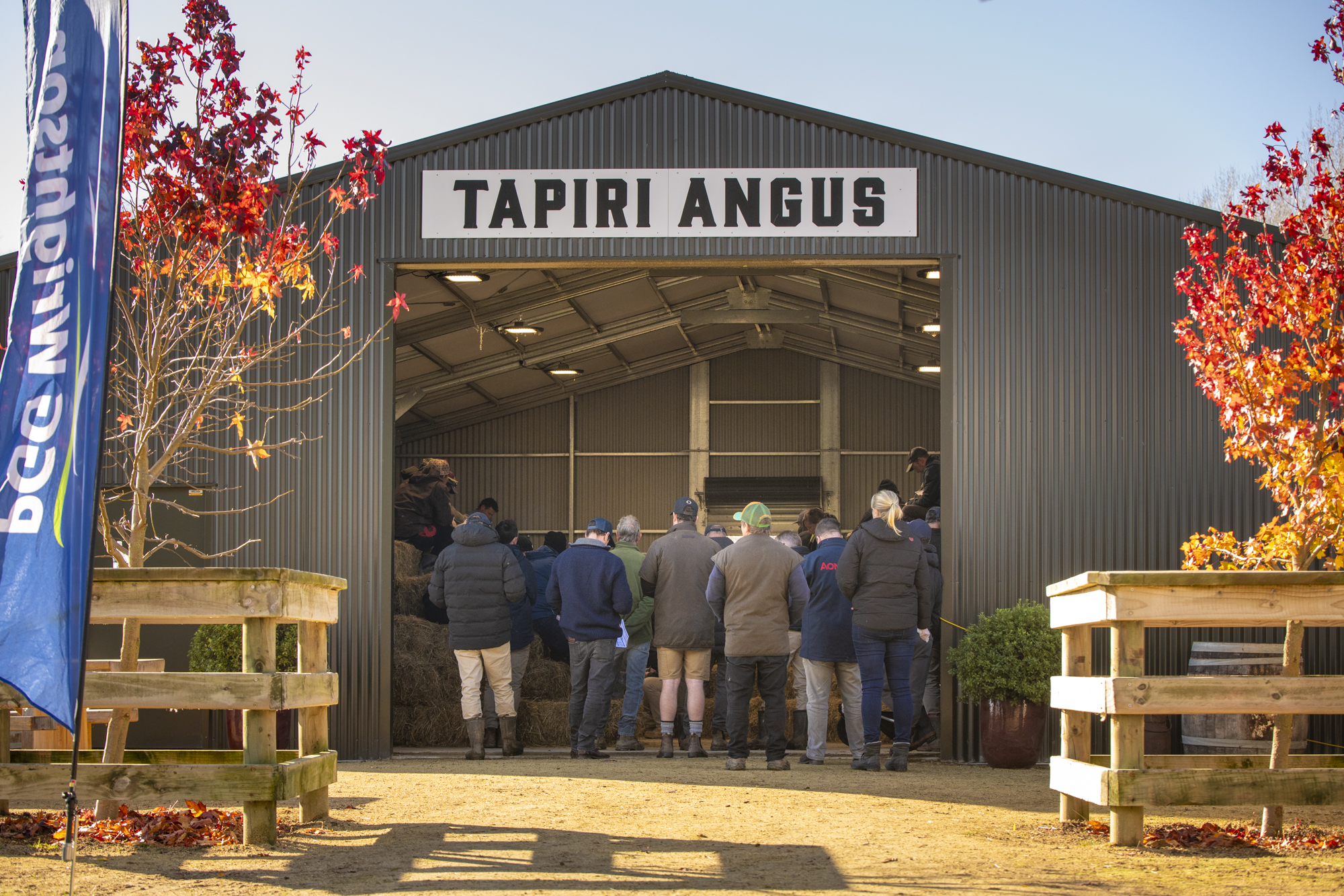 Tapiri Angus Auction