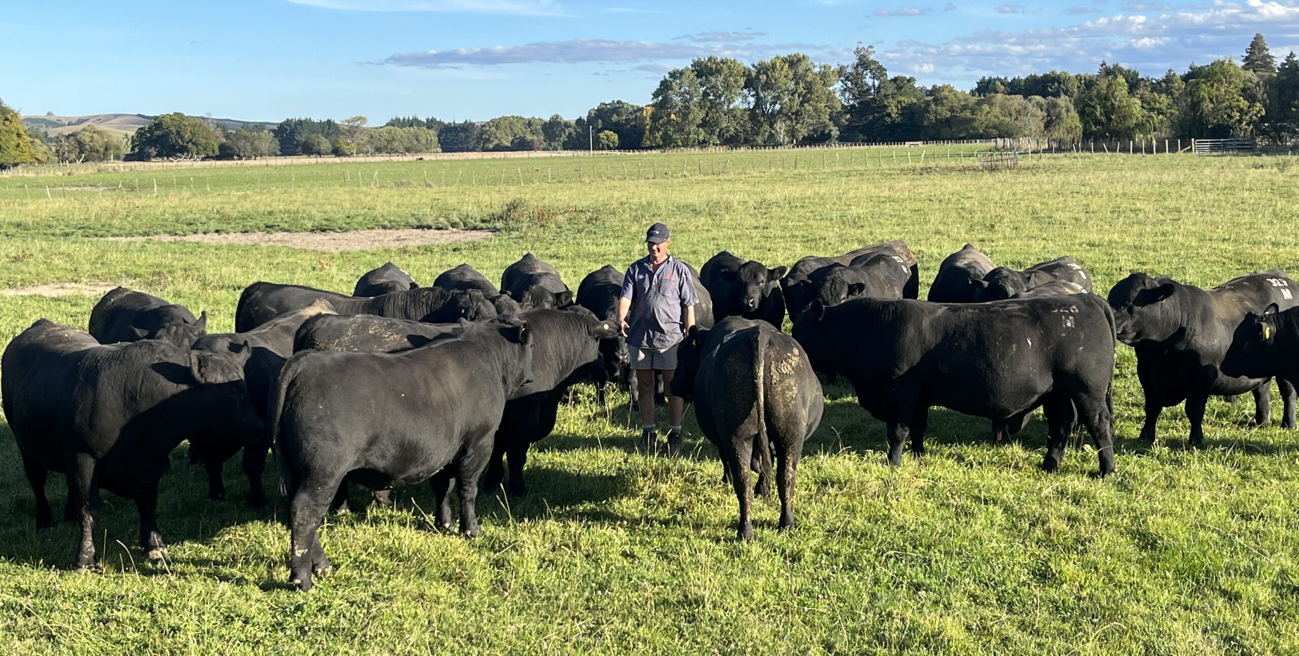 Ross McLachlan - Tapiri Angus