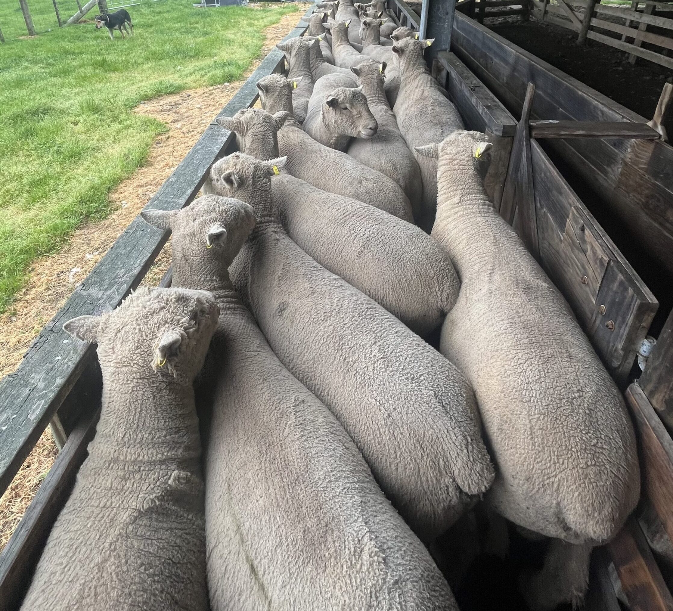 Tapiri Angus - Southdown sheep stud, “Lodge Southdowns”