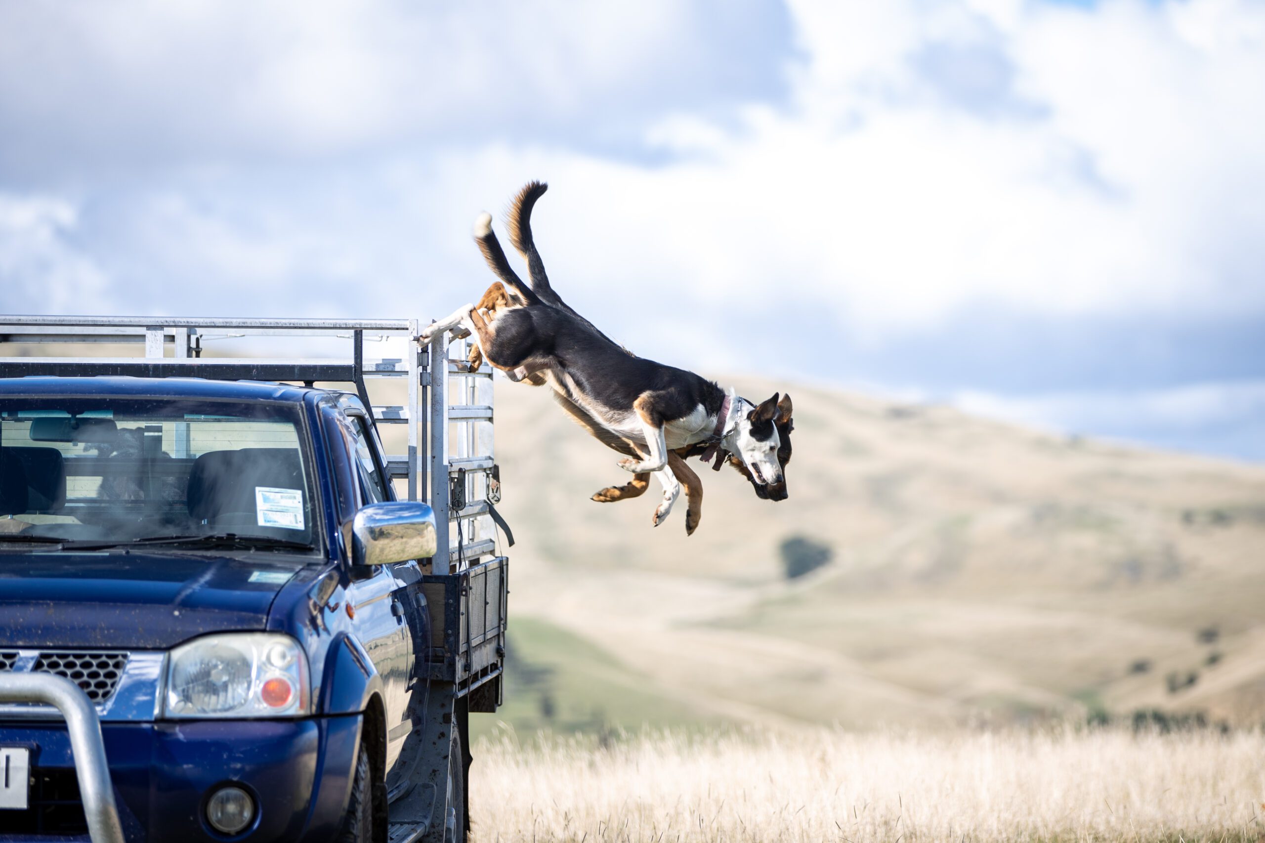 Tapiri Angus Dogs