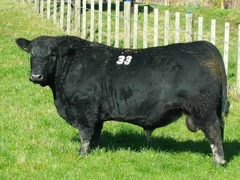 Tapiri Angus - Tangihau- Ted T521