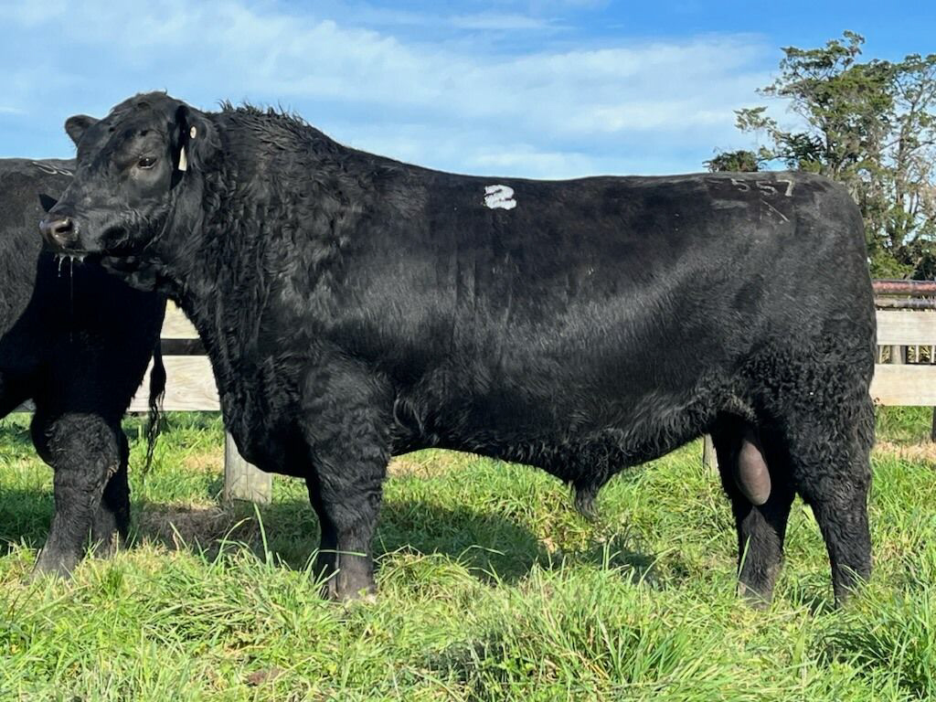 Tapiri Angus - Turiroa Tenacity S557