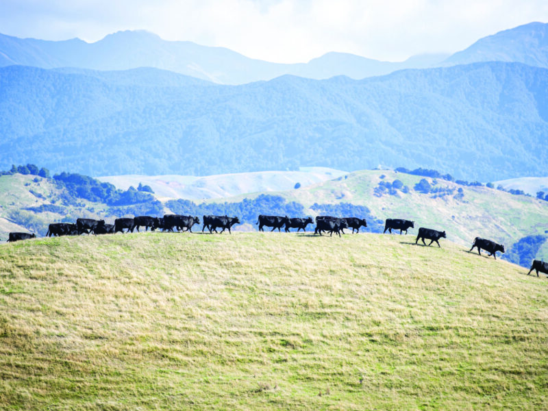 Tapiri Angus - Cattle