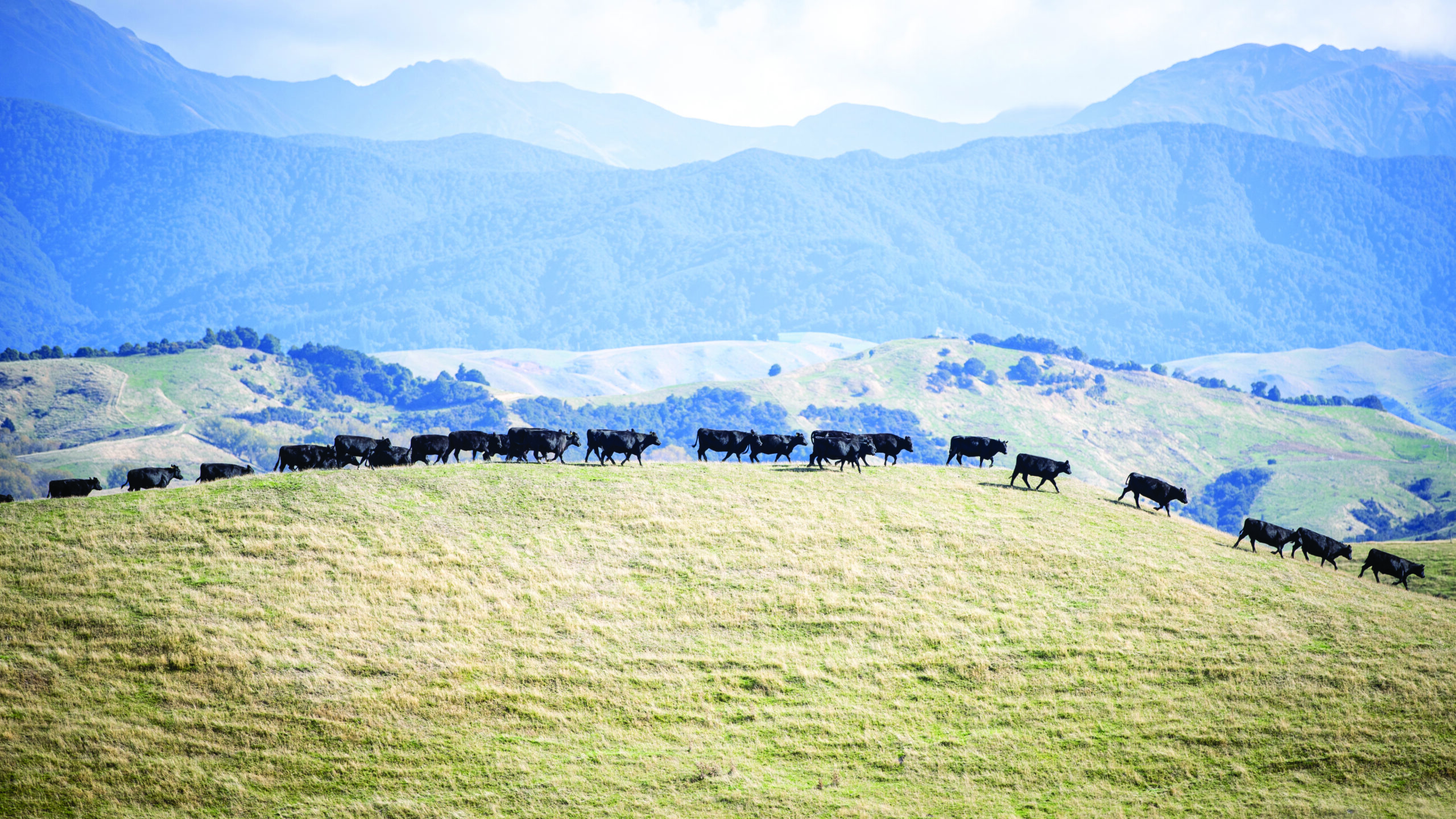 Tapiri Angus - Cattle